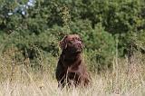 LABRADOR 061